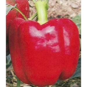 Красный Рыцарь F1 - перец сладкий, 500 семян, Seminis (Семинис) Голландия фото, цена